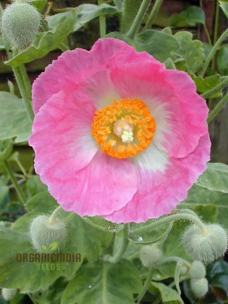 Meconopsis Baileyi Pink Icing Flower Seeds Rare & Beautiful Perennial For Gardening Stunning Blooms