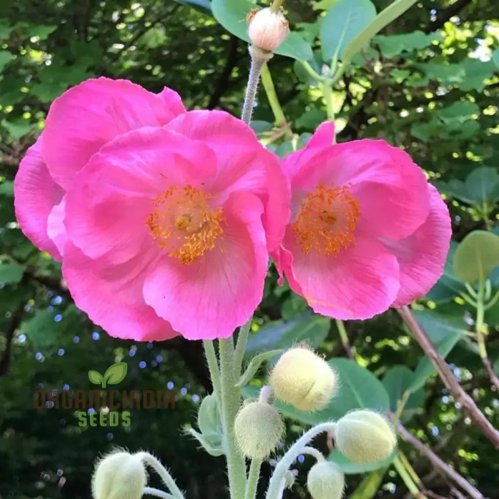 Meconopsis Baileyi Pink Icing Flower Seeds Rare & Beautiful Perennial For Gardening Stunning Blooms