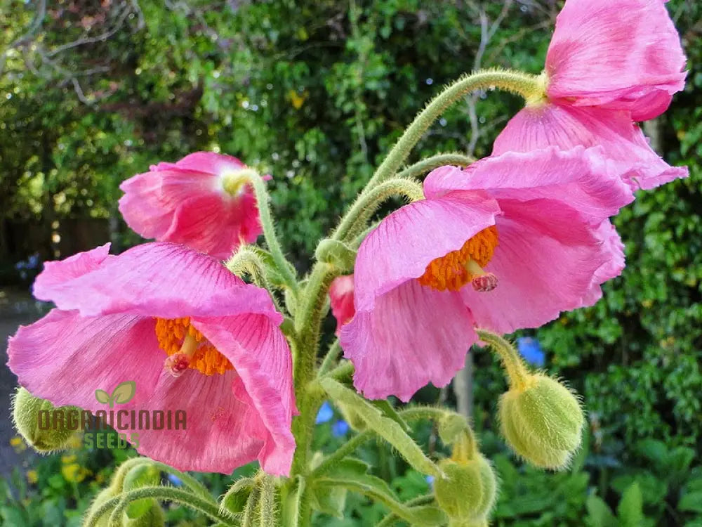 Meconopsis Baileyi Pink Icing Flower Seeds Rare & Beautiful Perennial For Gardening Stunning Blooms