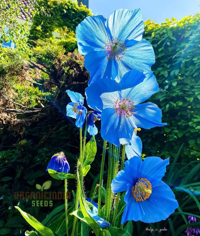 Meconopsis Grandis Flower Seeds Stunning Blue Himalayan Poppy For Gardening Perennial Blooms Your