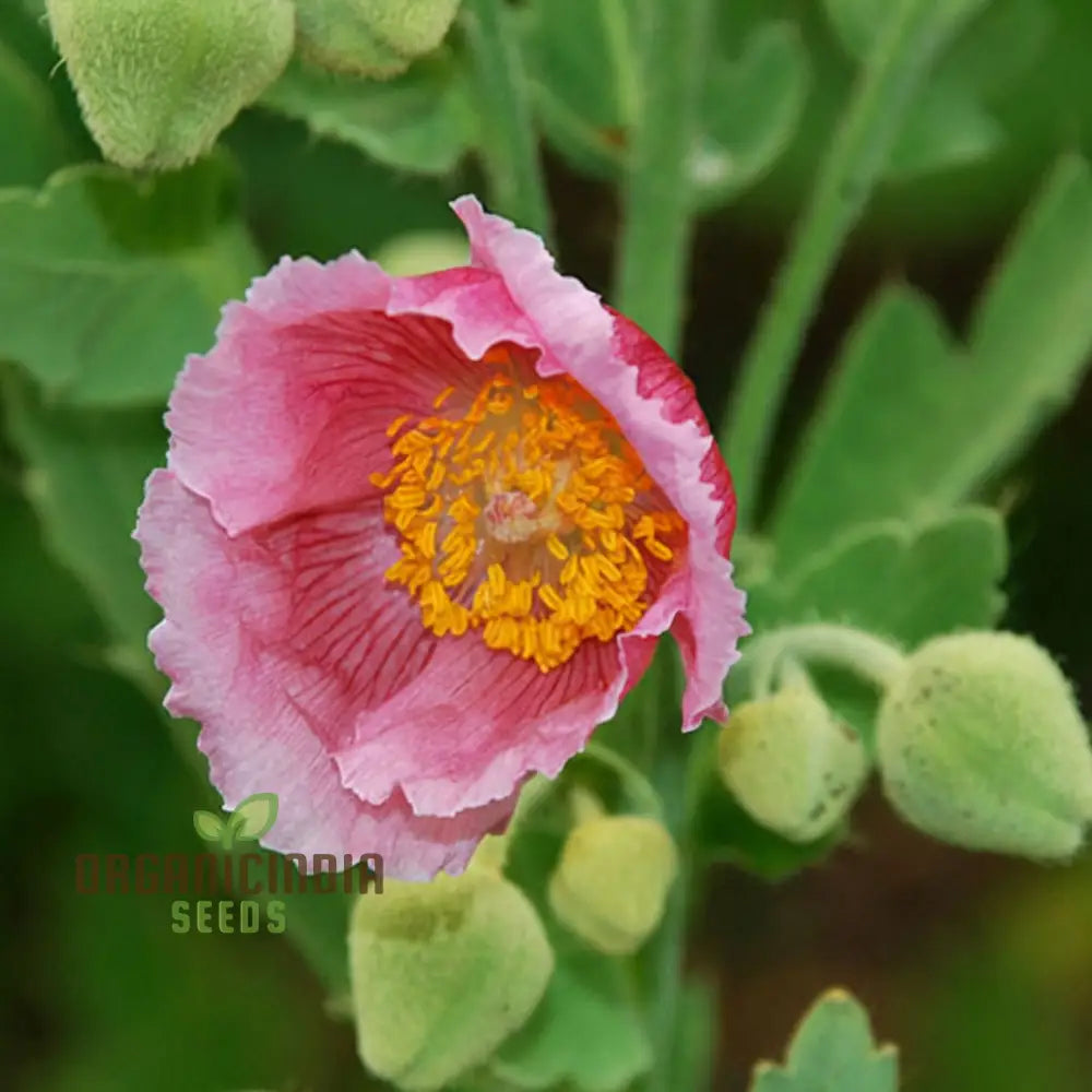 Meconopsis Napaulensis â€™Pinkyâ€™ Flower Seeds Rare And Beautiful Perennial For Gardening Stunning