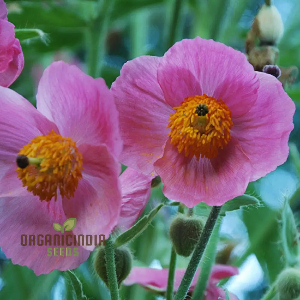 Meconopsis Napaulensis â€™Pinkyâ€™ Flower Seeds Rare And Beautiful Perennial For Gardening Stunning