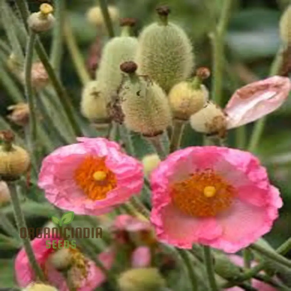 Meconopsis Napaulensis â€™Pinkyâ€™ Flower Seeds Rare And Beautiful Perennial For Gardening Stunning