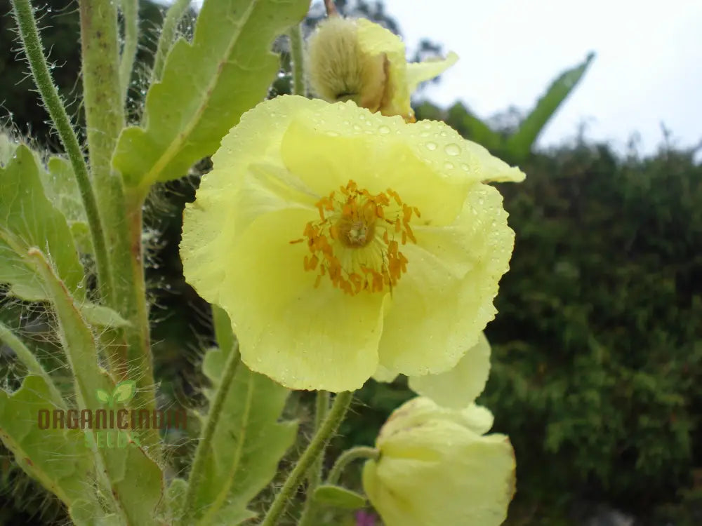 Meconopsis Paniculata Flower Seeds For Planting Rare And Beautiful Himalayan Blue Poppy Gardening