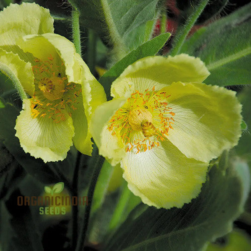 Meconopsis Paniculata Flower Seeds For Planting Rare And Beautiful Himalayan Blue Poppy Gardening