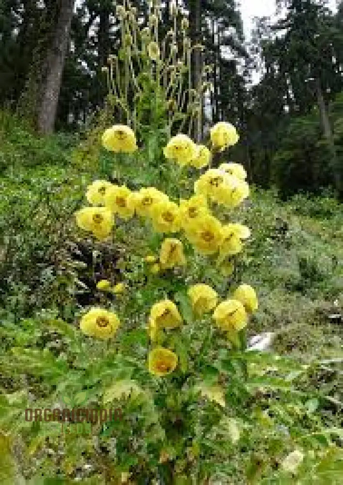 Meconopsis Paniculata Flower Seeds For Planting Rare And Beautiful Himalayan Blue Poppy Gardening