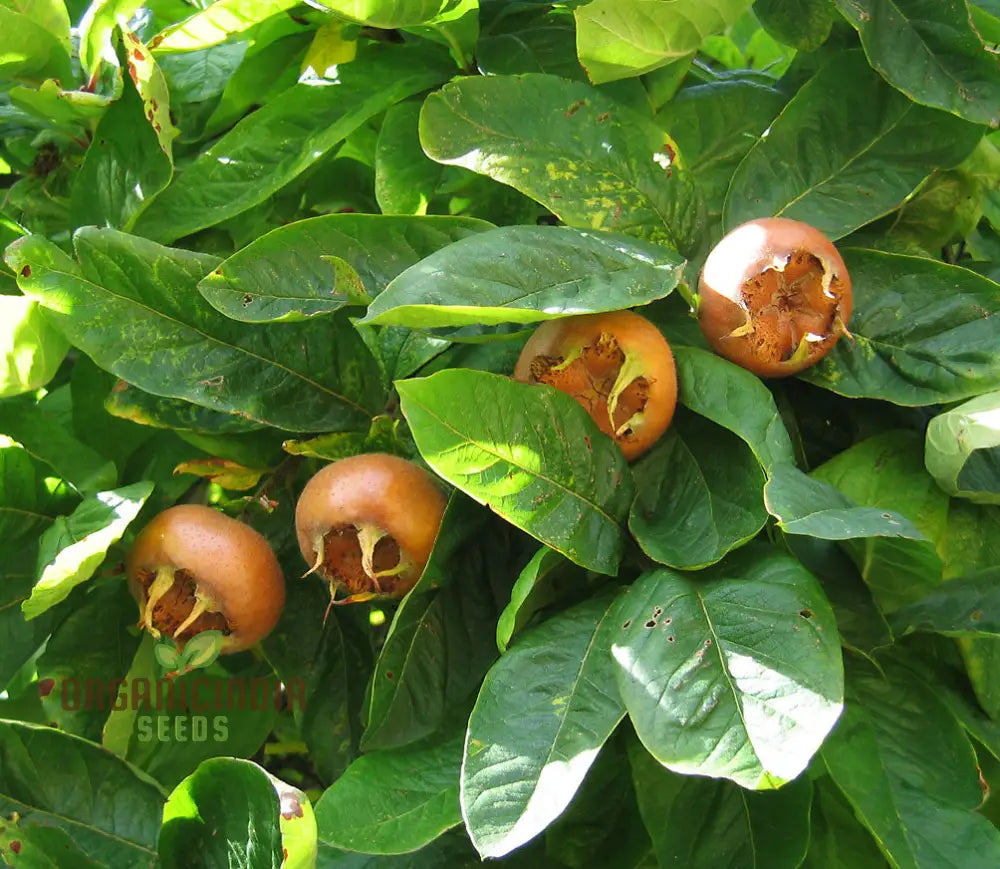 Medlar Seeds For Your Flourishing Garden: Plant & Grow With Confidence