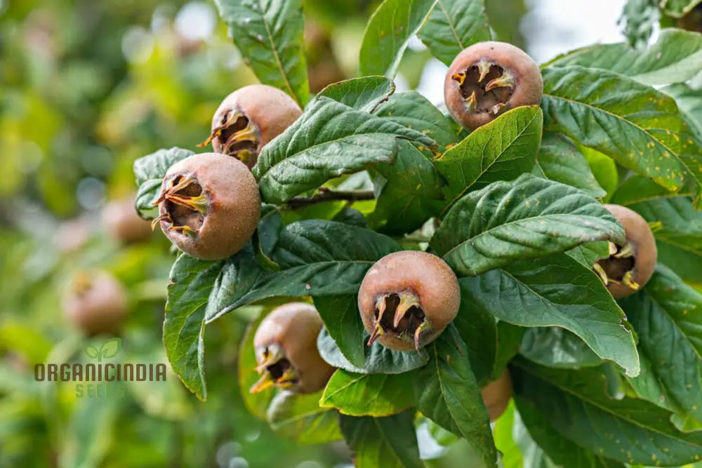 Medlar Seeds For Your Flourishing Garden: Plant & Grow With Confidence