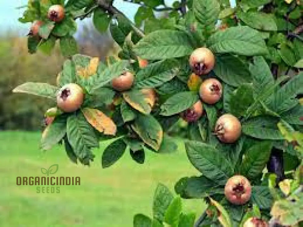 Medlar Seeds For Your Flourishing Garden: Plant & Grow With Confidence