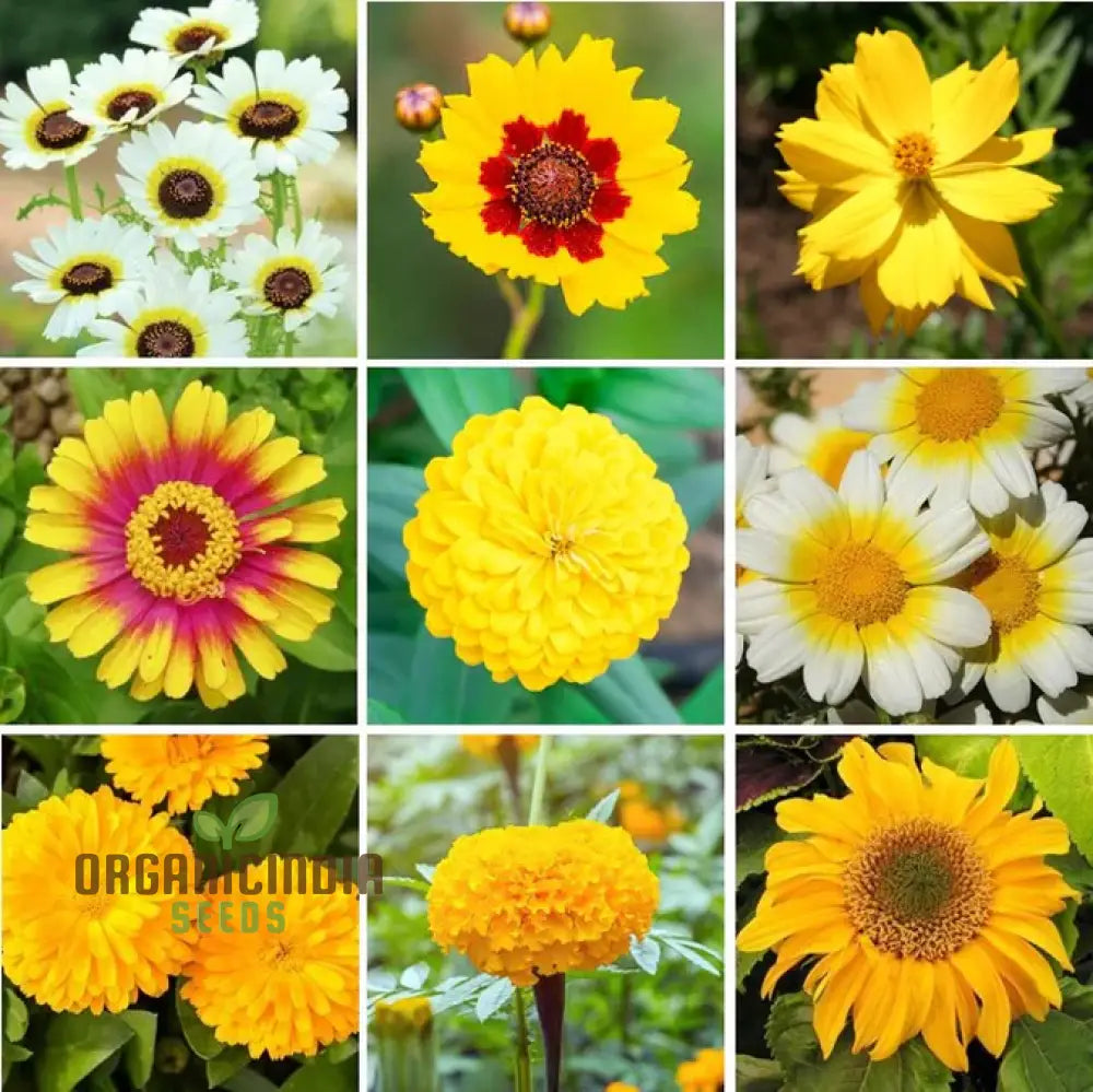 Mellow Yellow Mix Flower Seeds For Planting For A Stunning Garden Display