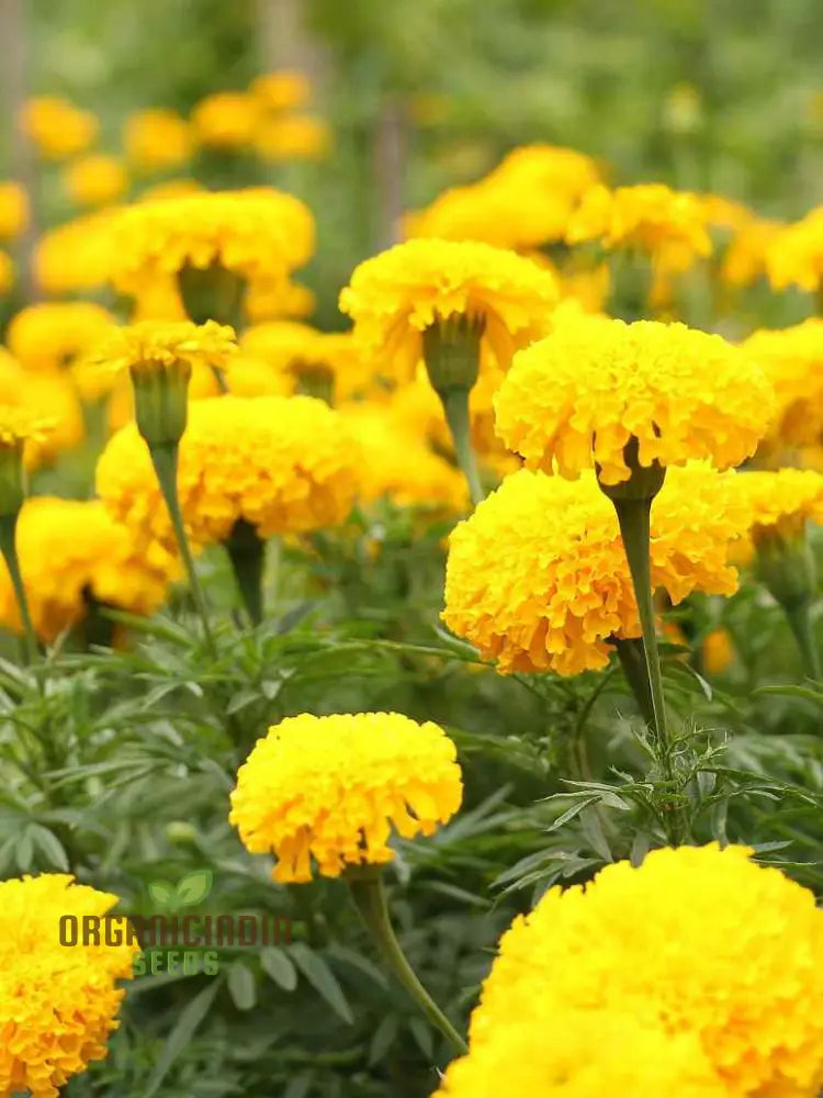 Mellow Yellow Mix Flower Seeds For Planting For A Stunning Garden Display