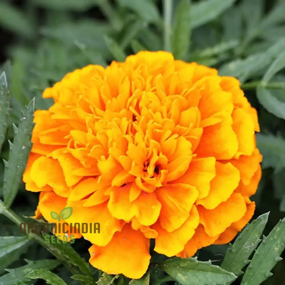 Mellow Yellow Mix Flower Seeds For Planting For A Stunning Garden Display