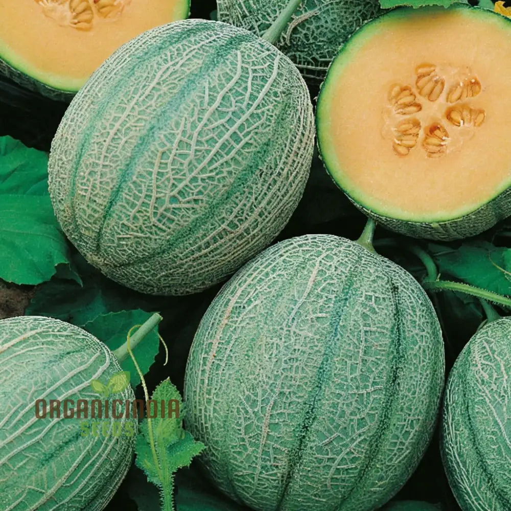 Melon Charmont Seeds For Juicy Flavorful Harvests – Elevate Your Gardening Experience With