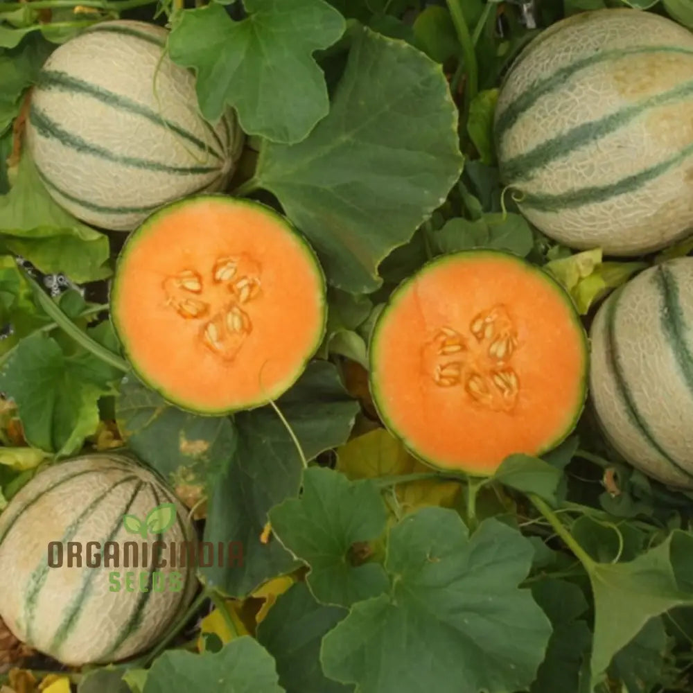 Melon Charmont Seeds For Juicy Flavorful Harvests – Elevate Your Gardening Experience With