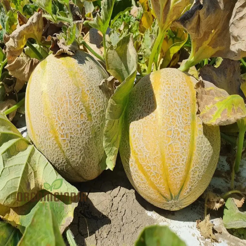 Melon Charmont Seeds For Juicy Flavorful Harvests – Elevate Your Gardening Experience With