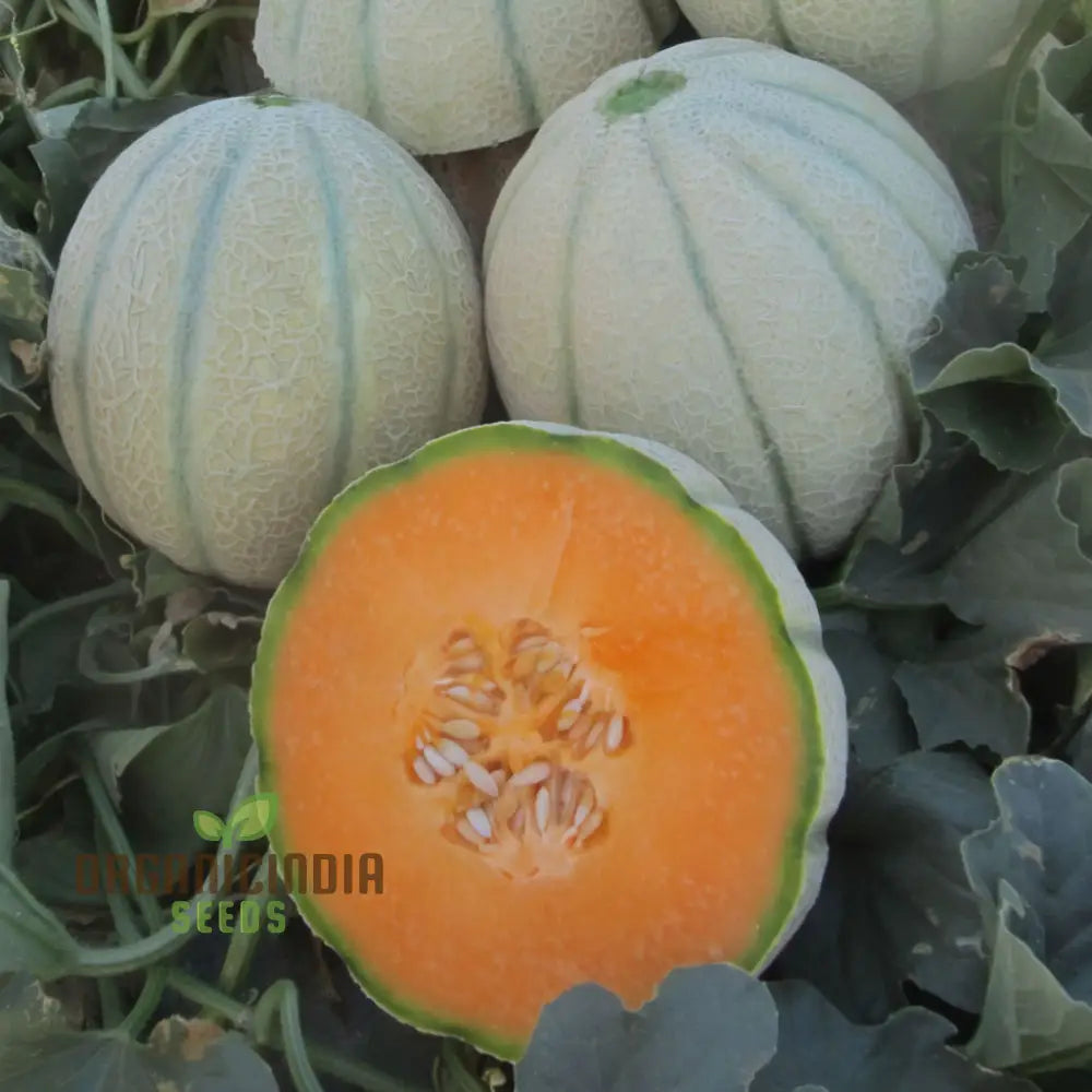 Melon Charmont Seeds For Juicy Flavorful Harvests – Elevate Your Gardening Experience With