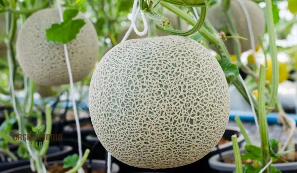 Melon Honeydew Seeds For Your Bountiful Garden: Grow Fresh With Confidence