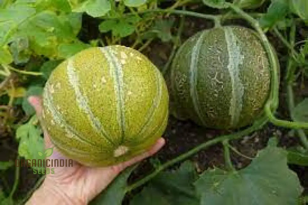 Melon Ogen Seeds For Your Flourishing Garden: Grow With Confidence