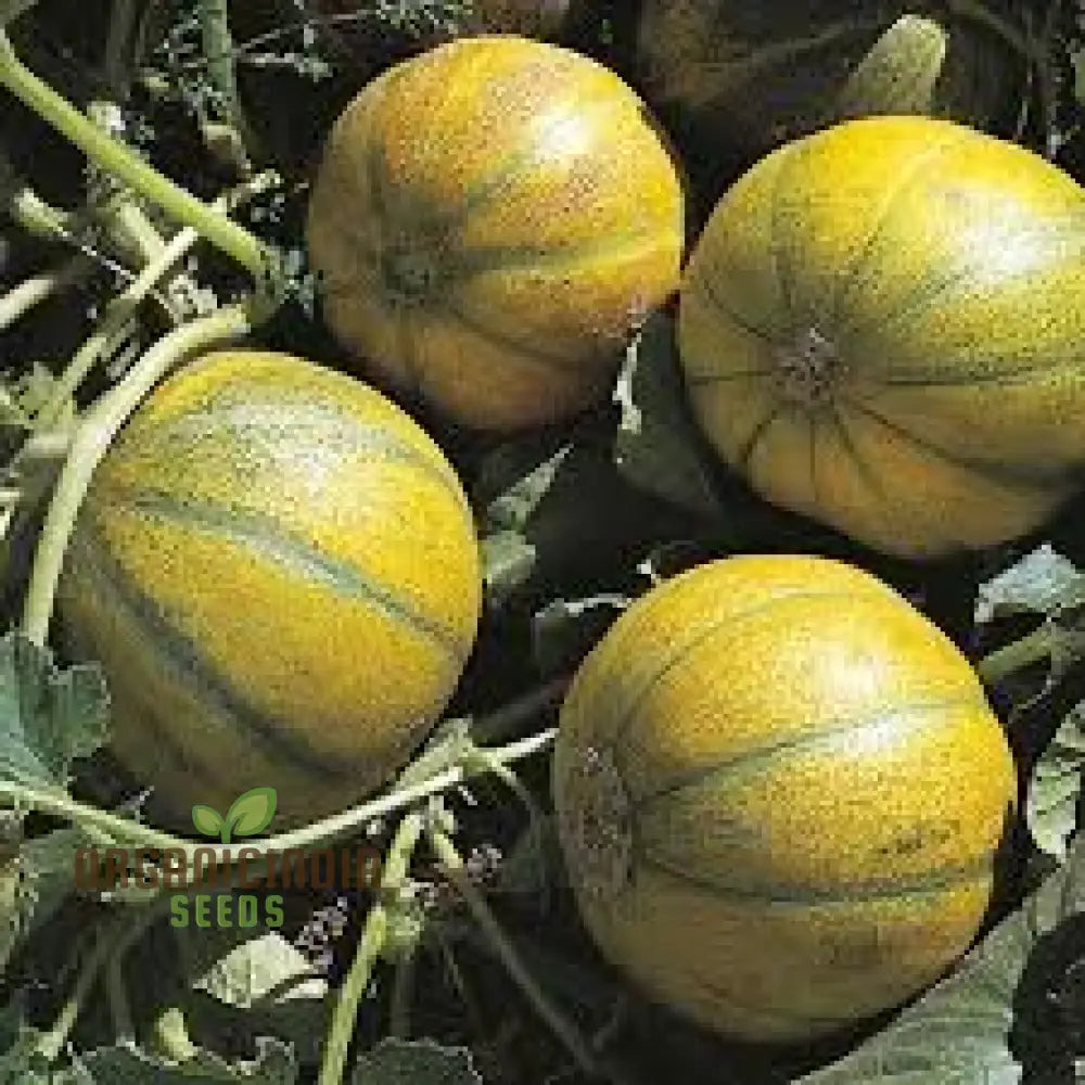 Melon Ogen Seeds For Your Flourishing Garden: Grow With Confidence