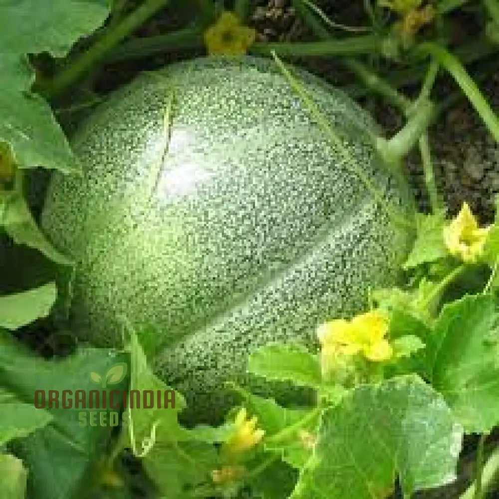 Melon Petit Gris De Rennes Seeds For Your Bountiful Garden