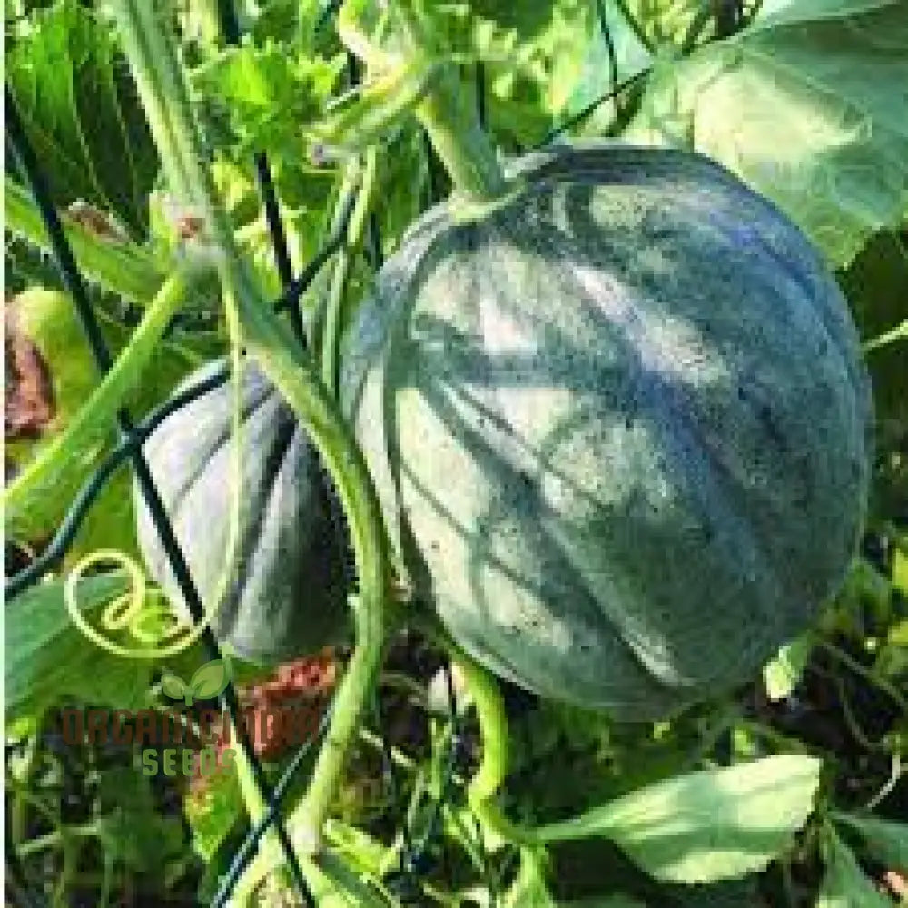 Melon Petit Gris De Rennes Seeds For Your Bountiful Garden