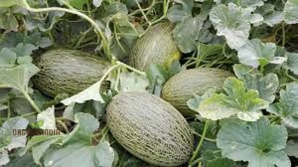 Melon PiÃ±onet Seeds Exotic Organic Fruit For Your Garden