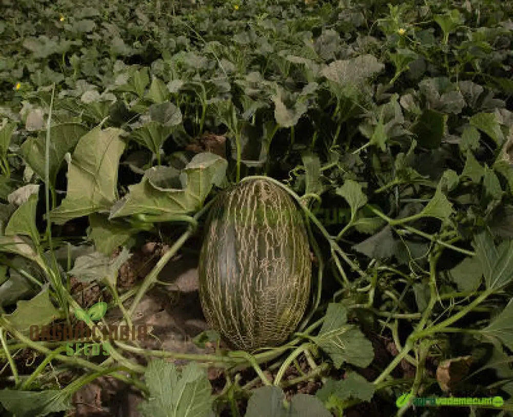 Melon PiÃ±onet Seeds Exotic Organic Fruit For Your Garden