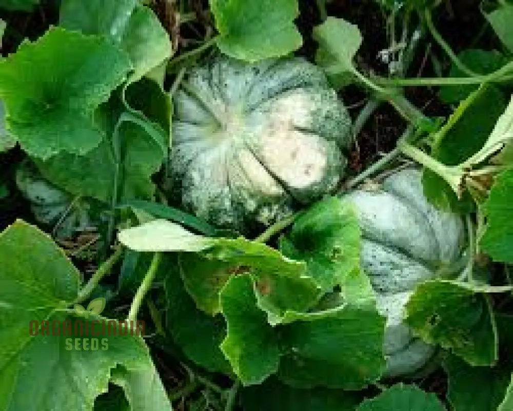 Melon Prescott Fond Blanc For Planting: Exquisite Gardening Delight For Your Green Oasis | Lengthy