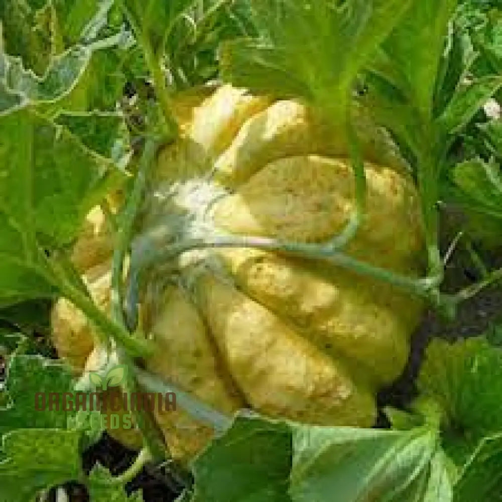 Melon Prescott Fond Blanc For Planting: Exquisite Gardening Delight For Your Green Oasis | Lengthy