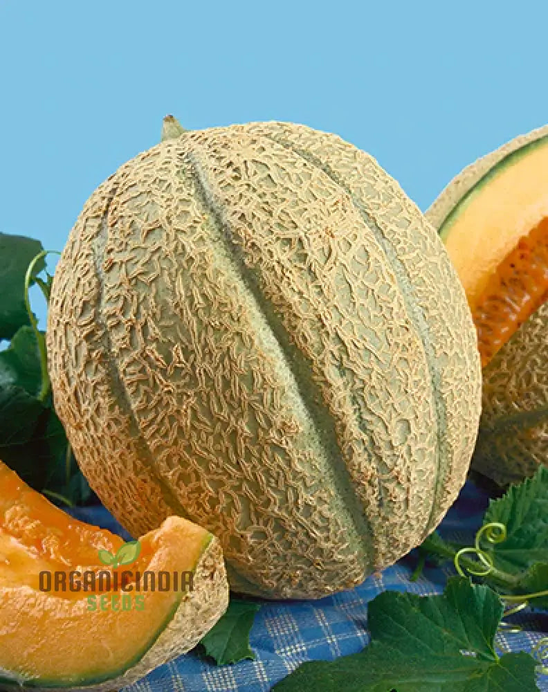 Melon Schoonâ€™s Hard Shell Seeds: Your Go-To For Exceptional Gardening Success