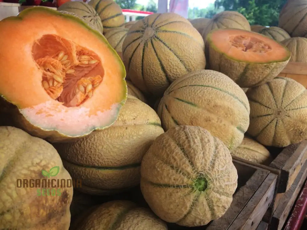 Melon Schoonâ€™s Hard Shell Seeds: Your Go-To For Exceptional Gardening Success