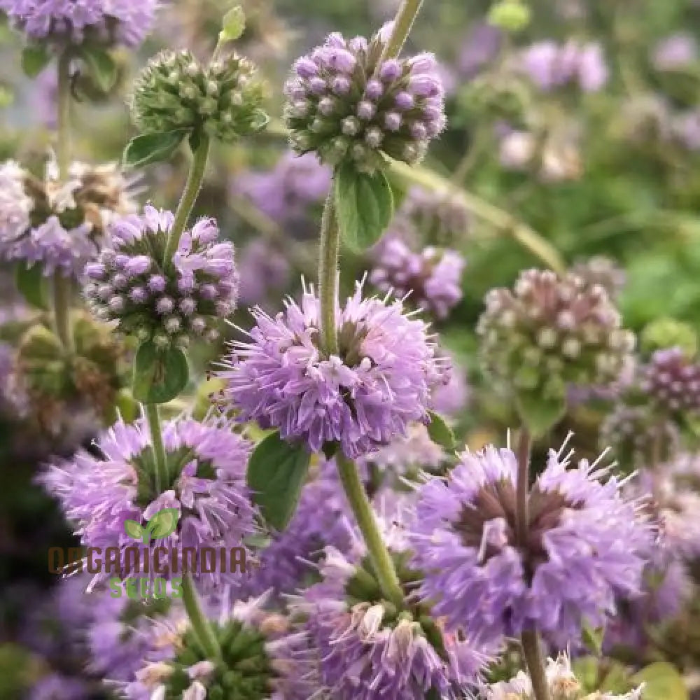 Mentha Pulegium Seeds For Aromatic Gardening Enthusiasts | Buy Organic