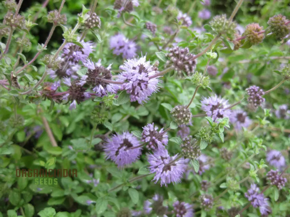 Mentha Pulegium Seeds For Aromatic Gardening Enthusiasts | Buy Organic