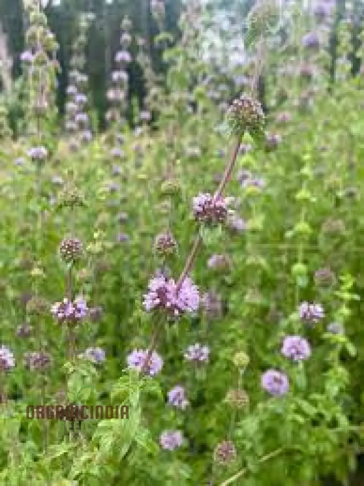 Mentha Pulegium Seeds For Aromatic Gardening Enthusiasts | Buy Organic