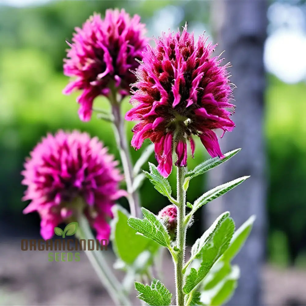 Menzies Burnet Flower Seeds Premium For Planting And Gardening - Grow Your Own Stunning Flowers A