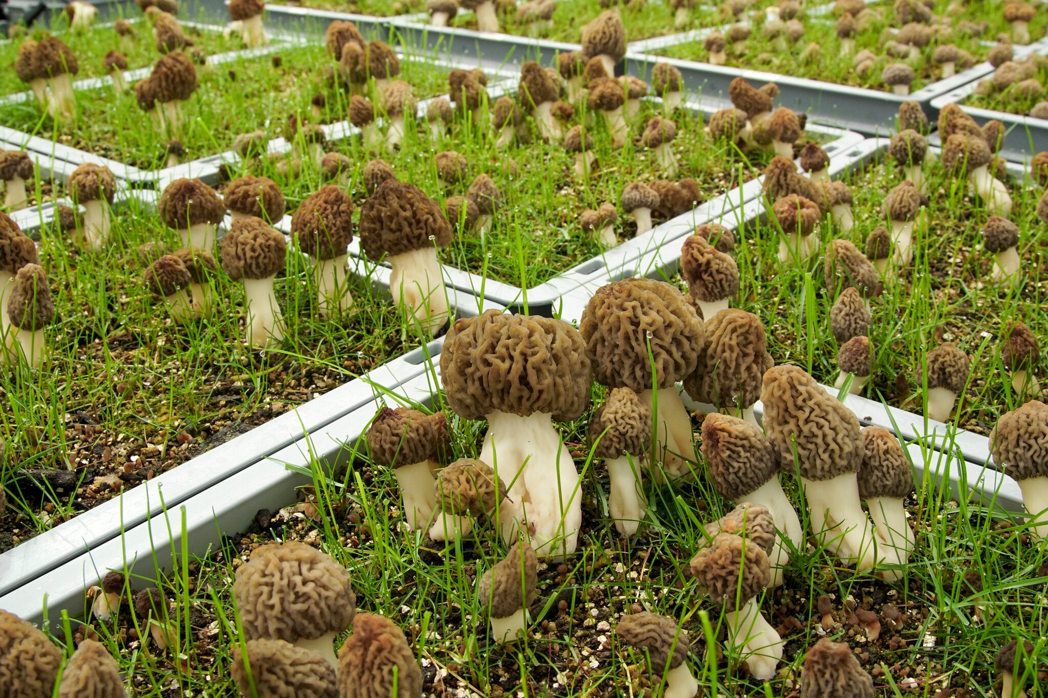 Morchel Pilz Kultur Gemüsesamen, Morchella Esculenta Mycelium Kultivierung Samen