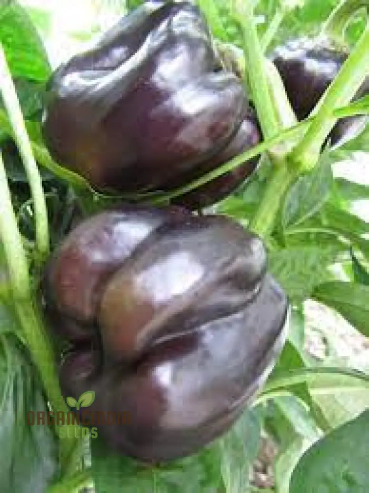 Merlot F1 Sweet Pepper Seeds - Vibrant Flowers Ideal For Planting In Gardens And Pots