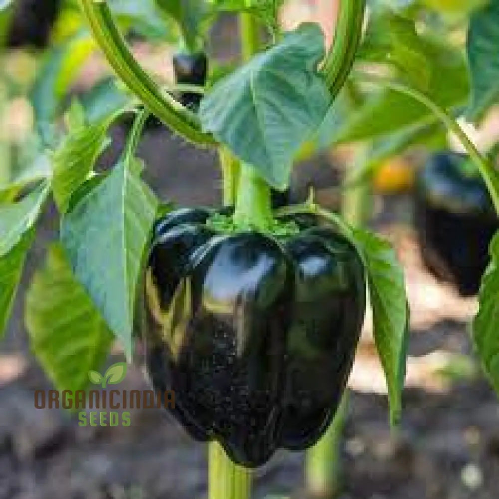 Merlot F1 Sweet Pepper Seeds - Vibrant Flowers Ideal For Planting In Gardens And Pots