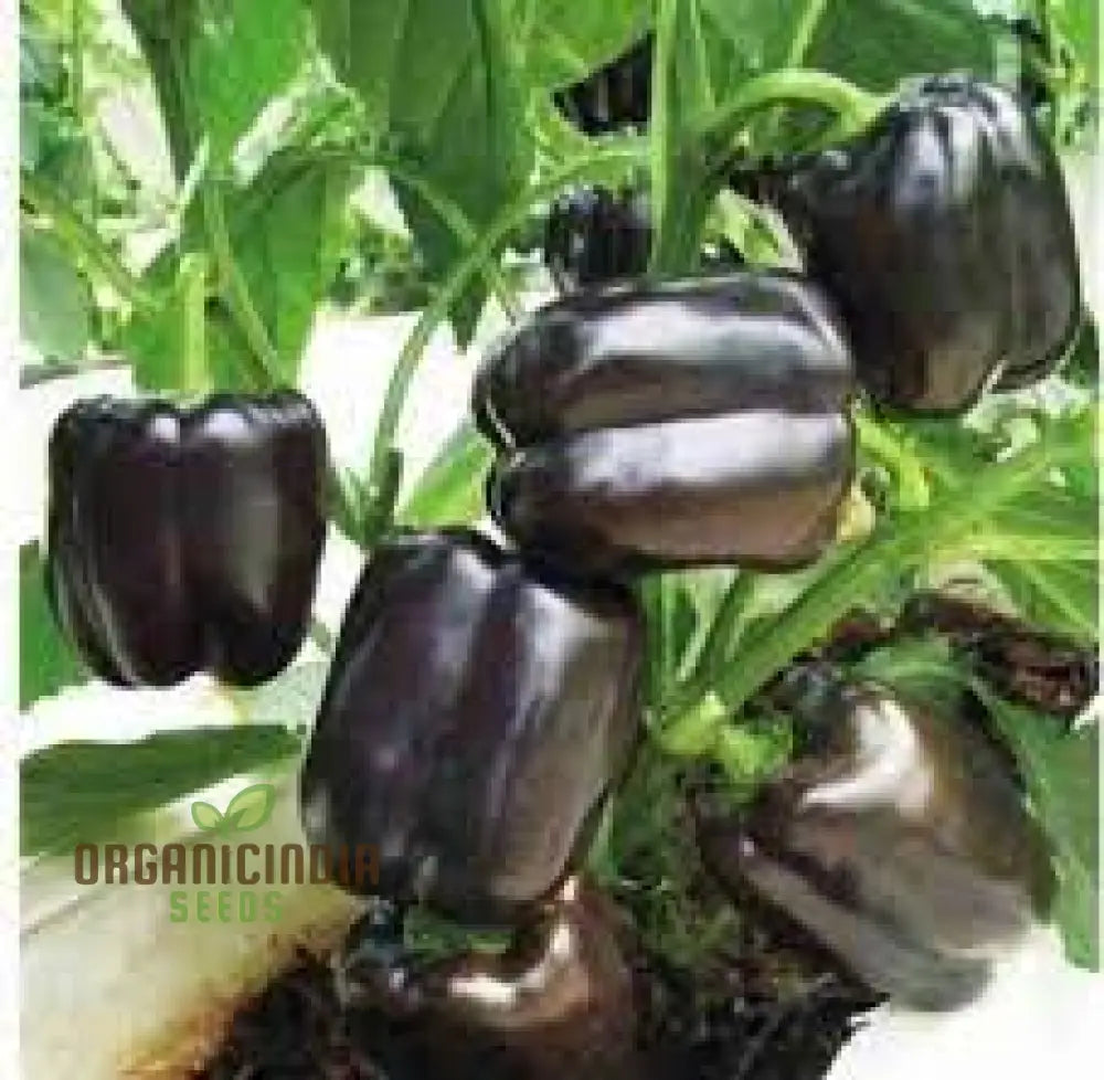 Merlot F1 Sweet Pepper Seeds - Vibrant Flowers Ideal For Planting In Gardens And Pots