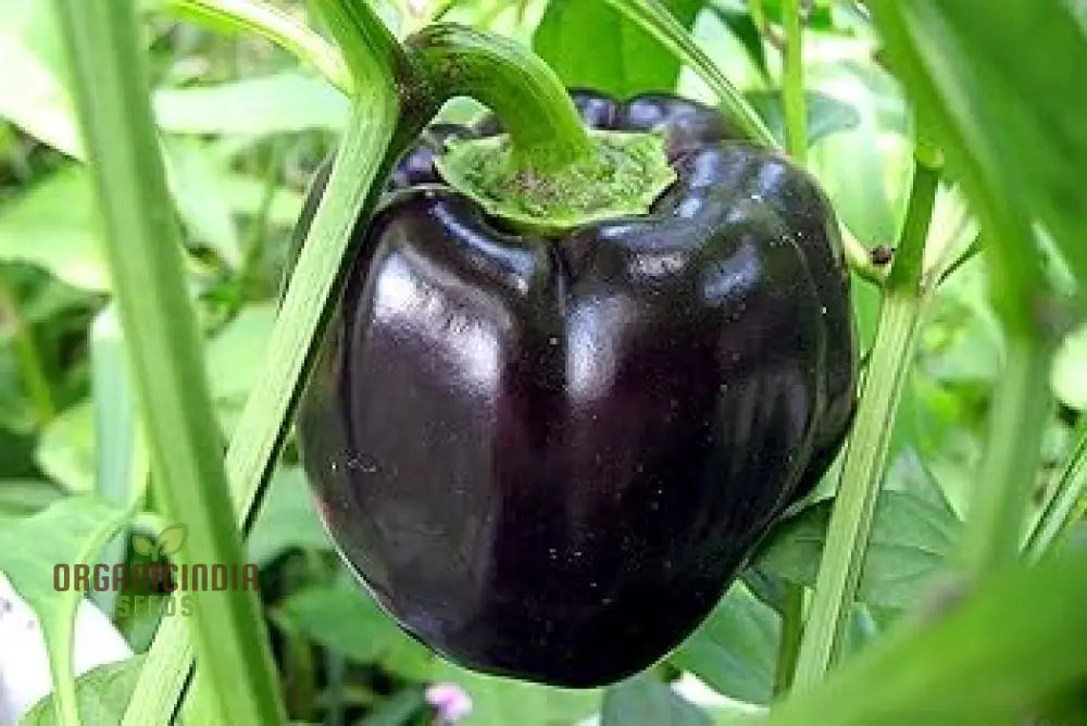 Merlot F1 Sweet Pepper Seeds - Vibrant Flowers Ideal For Planting In Gardens And Pots