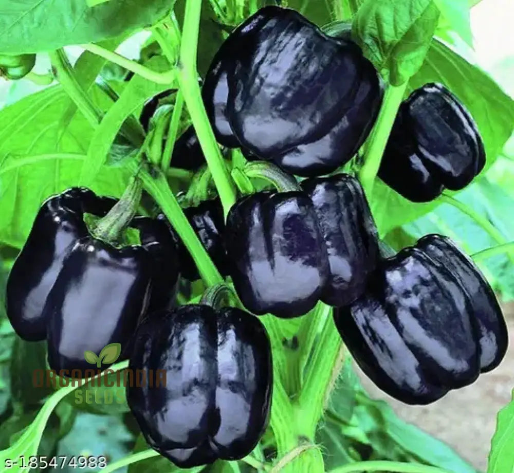 Merlot F1 Sweet Pepper Seeds - Vibrant Flowers Ideal For Planting In Gardens And Pots