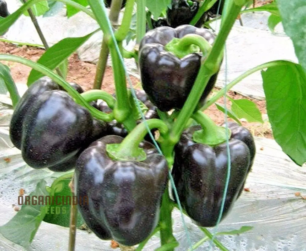 Merlot F1 Sweet Pepper Seeds - Vibrant Flowers Ideal For Planting In Gardens And Pots