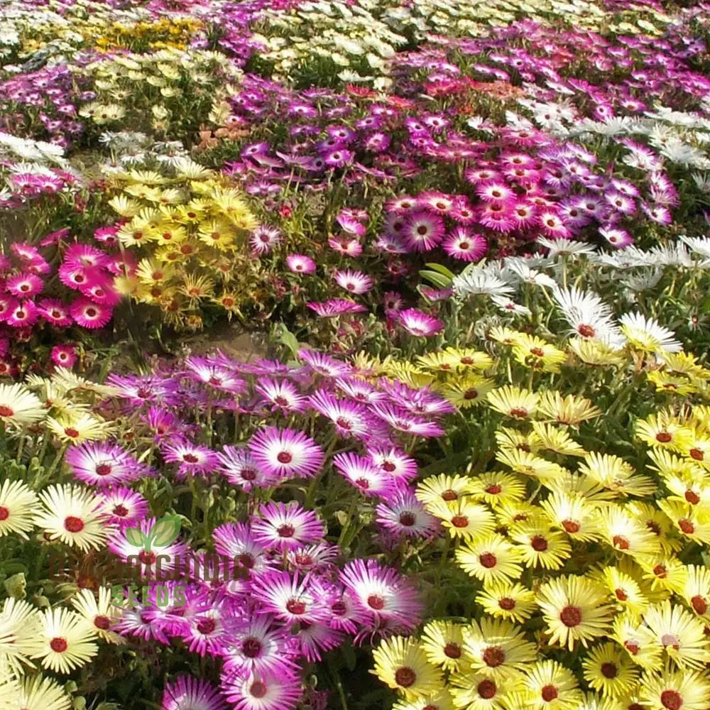 Mesembryanthemum Magic Carpet Seeds For Vibrant Gardening: Perfect Creating Stunning Colorful