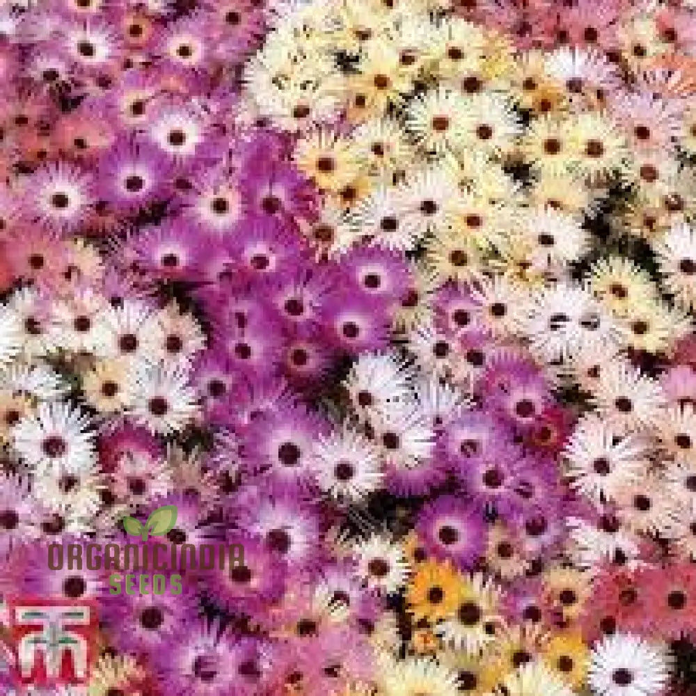 Mesembryanthemum Magic Carpet Seeds For Vibrant Gardening: Perfect Creating Stunning Colorful