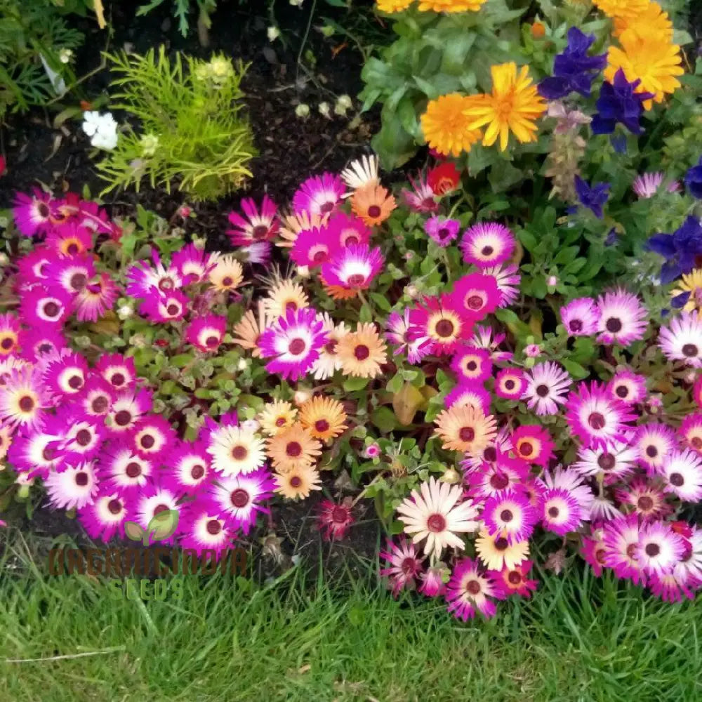 Mesembryanthemum Magic Carpet Seeds For Vibrant Gardening: Perfect Creating Stunning Colorful