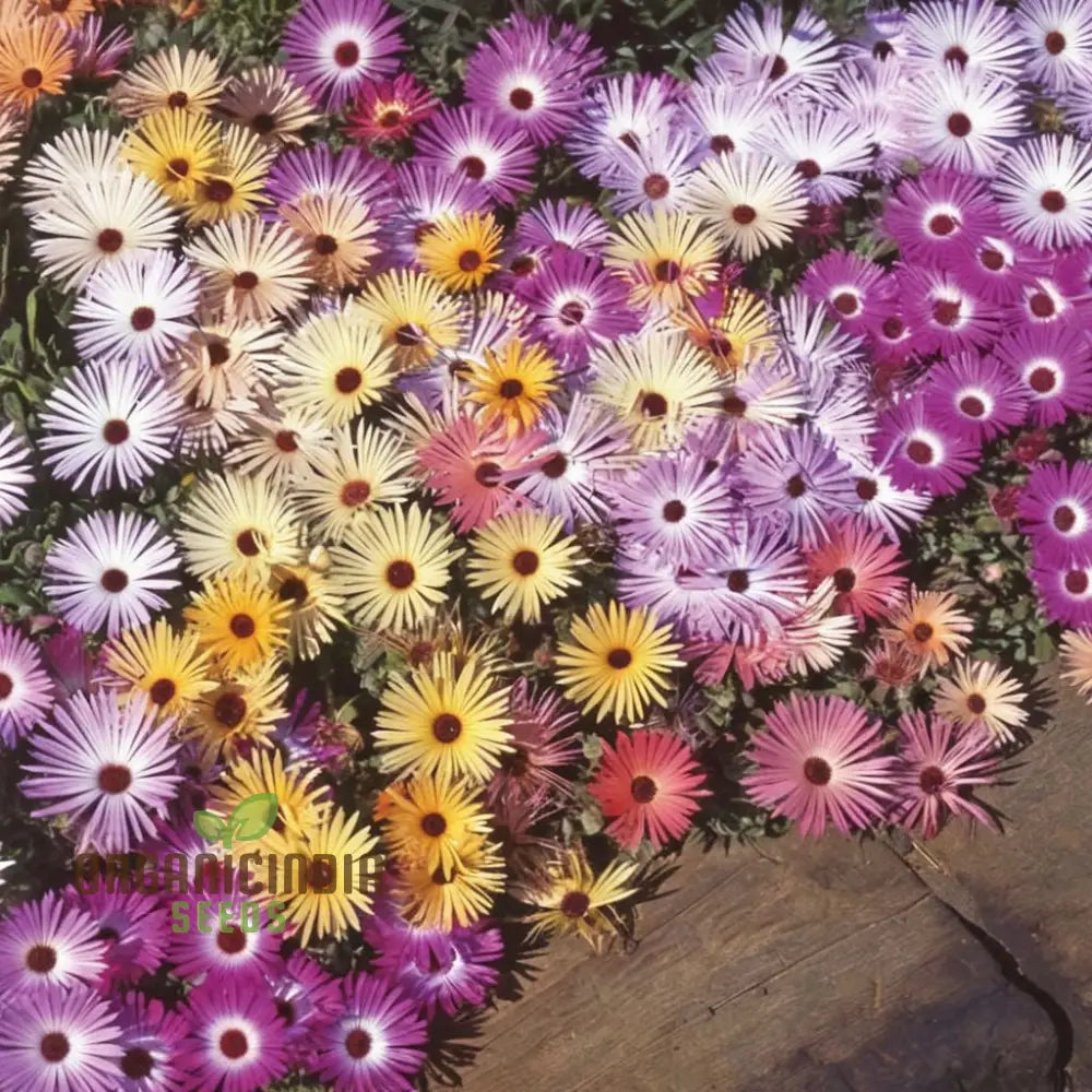 Mesembryanthemum Sparkles Mixed Flower Seeds - Dazzling Array Of Colors For Vibrant Garden Displays