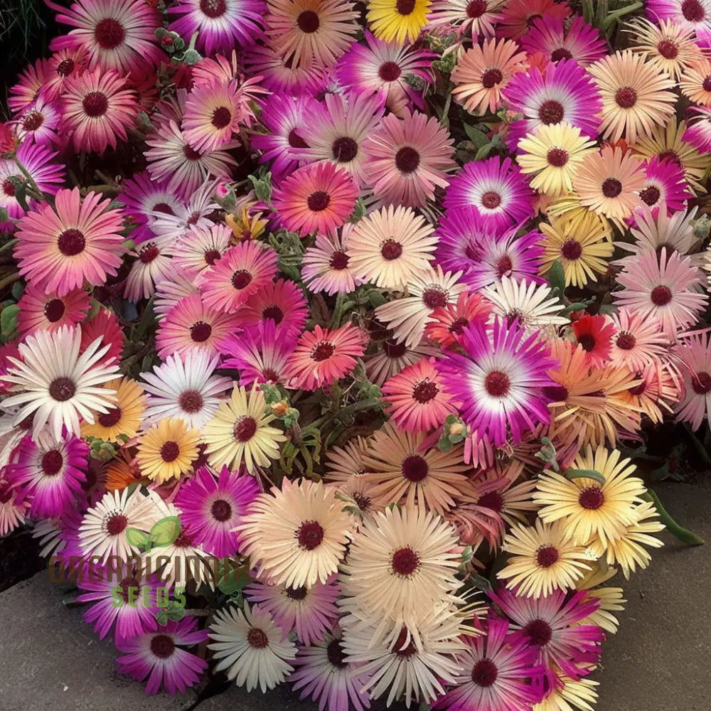 Mesembryanthemum Sparkles Mixed Flower Seeds - Dazzling Array Of Colors For Vibrant Garden Displays