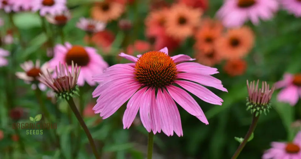 Mesembryanthemum Sunshine Mix Seeds For Vibrant Gardening: Perfect Creating A Colorful And