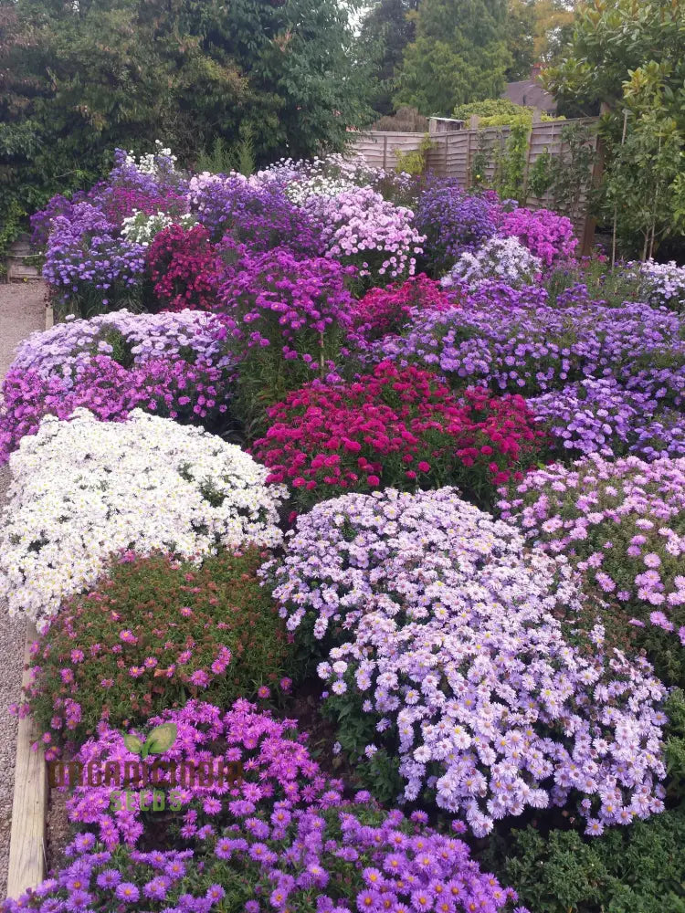 Mesembryanthemum Sunshine Mix Seeds For Vibrant Gardening: Perfect Creating A Colorful And