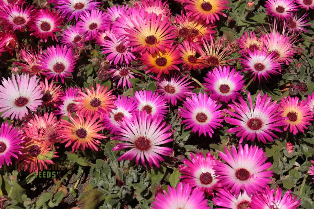 Mesembryanthemum Sunshine Mix Seeds For Vibrant Gardening: Perfect Creating A Colorful And